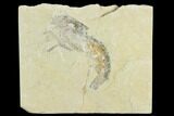 Cretaceous Fossil Shrimp - Lebanon #123986-1